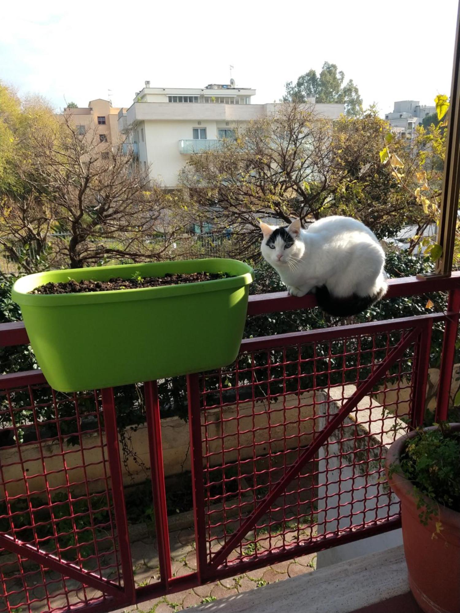 Intero Appartamento Con Giardino E Parcheggio ローマ エクステリア 写真