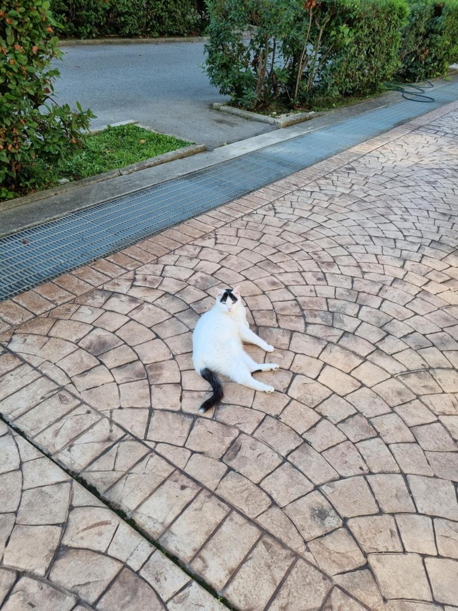 Intero Appartamento Con Giardino E Parcheggio ローマ エクステリア 写真